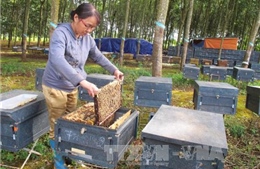 Phát triển bền vững ngành ong mật hàng hóa ở Tây Nguyên 
